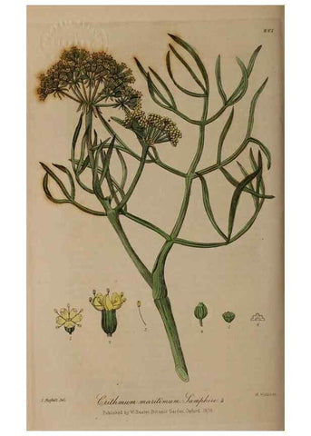 Reproducción/Reproduction 28992508086: British phaenogamous botany,. Oxford,Published by the author, sold by J.H. Parker [etc.]1834-43.