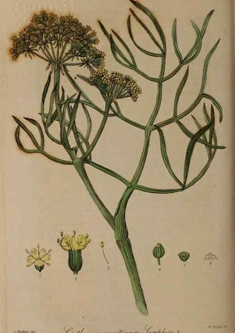 Reproducción/Reproduction 28992508086: British phaenogamous botany,. Oxford,Published by the author, sold by J.H. Parker [etc.]1834-43.