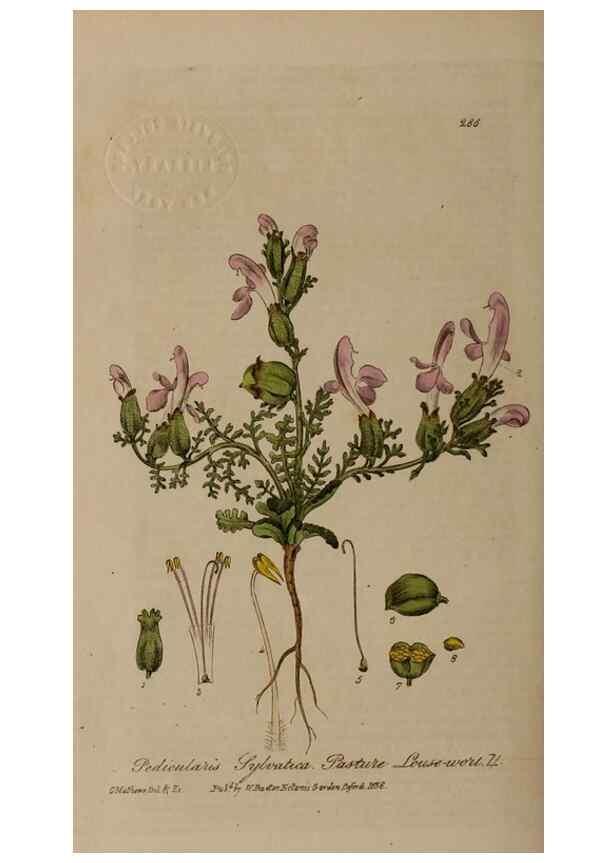 Reproducción/Reproduction 28949243321: British phaenogamous botany,. Oxford,Published by the author, sold by J.H. Parker [etc.]1834-43.