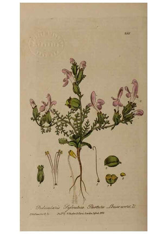Reproducción/Reproduction 28949243321: British phaenogamous botany,. Oxford,Published by the author, sold by J.H. Parker [etc.]1834-43.