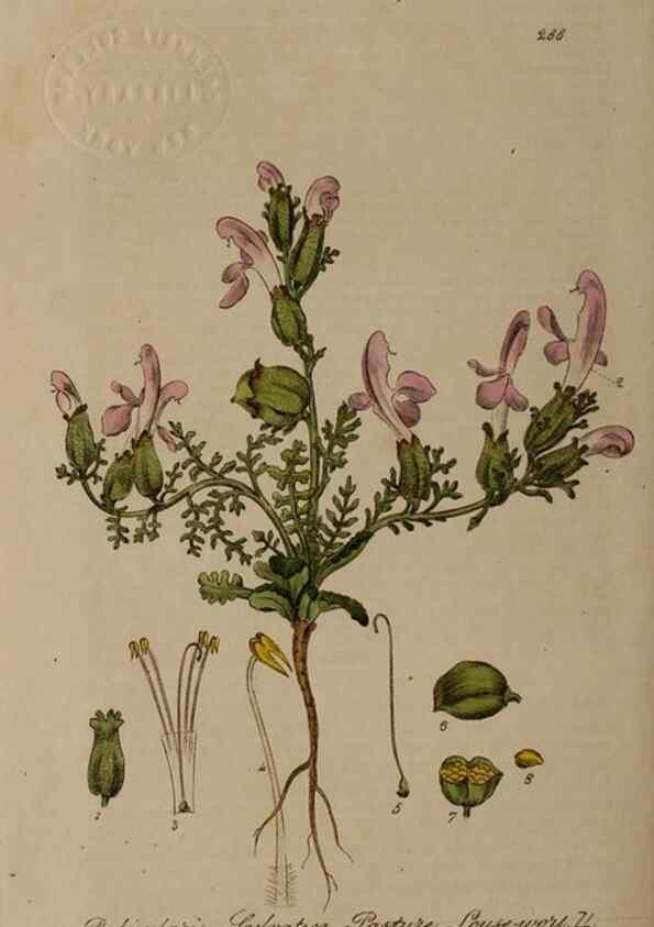 Reproducción/Reproduction 28949243321: British phaenogamous botany,. Oxford,Published by the author, sold by J.H. Parker [etc.]1834-43.