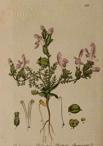 Reproducción/Reproduction 28949243321: British phaenogamous botany,. Oxford,Published by the author, sold by J.H. Parker [etc.]1834-43.