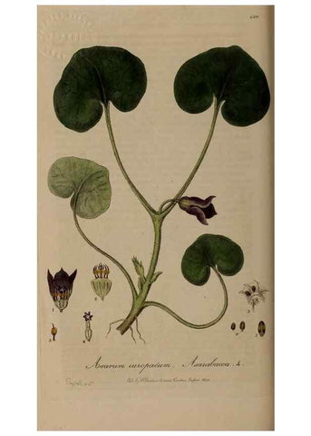Reproducción/Reproduction 28738900980: British phaenogamous botany,. Oxford,Published by the author, sold by J.H. Parker [etc.]1834-43.