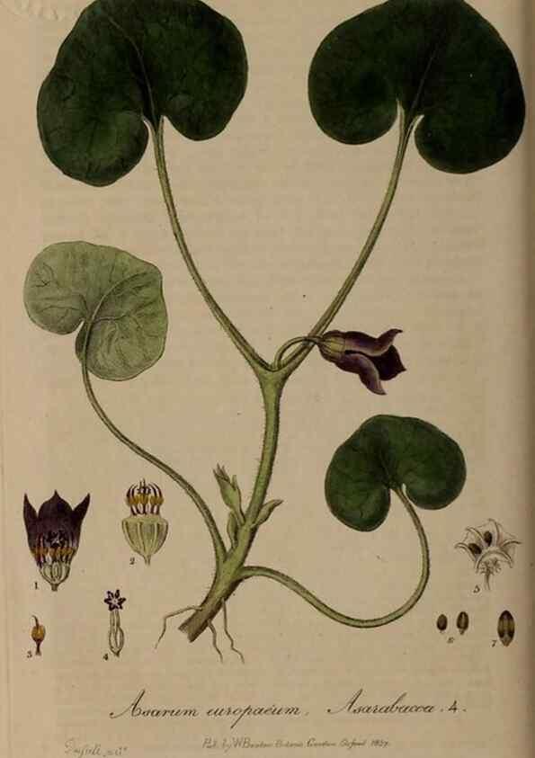 Reproducción/Reproduction 28738900980: British phaenogamous botany,. Oxford,Published by the author, sold by J.H. Parker [etc.]1834-43.