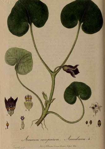 Reproducción/Reproduction 28738900980: British phaenogamous botany,. Oxford,Published by the author, sold by J.H. Parker [etc.]1834-43.