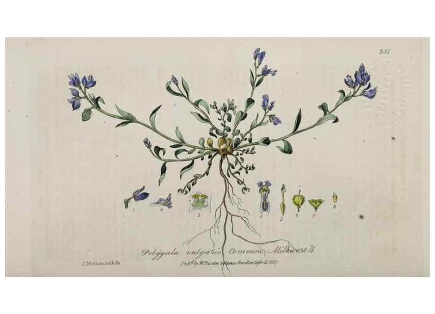 Reproducción/Reproduction 28949187111: British phaenogamous botany,. Oxford,Published by the author, sold by J.H. Parker [etc.]1834-43.