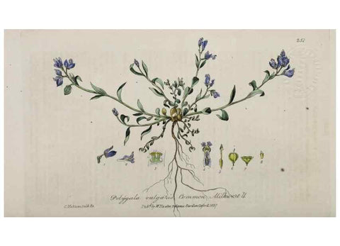 Reproducción/Reproduction 28949187111: British phaenogamous botany,. Oxford,Published by the author, sold by J.H. Parker [etc.]1834-43.