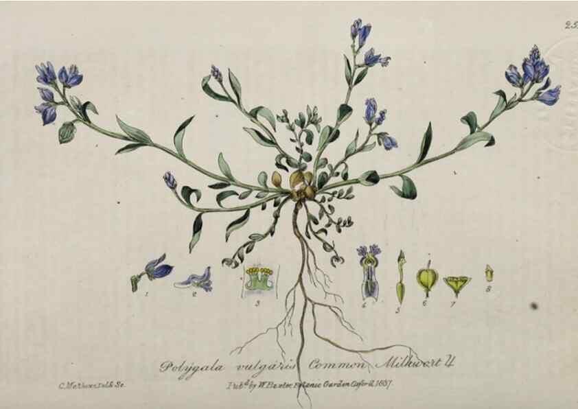 Reproducción/Reproduction 28949187111: British phaenogamous botany,. Oxford,Published by the author, sold by J.H. Parker [etc.]1834-43.