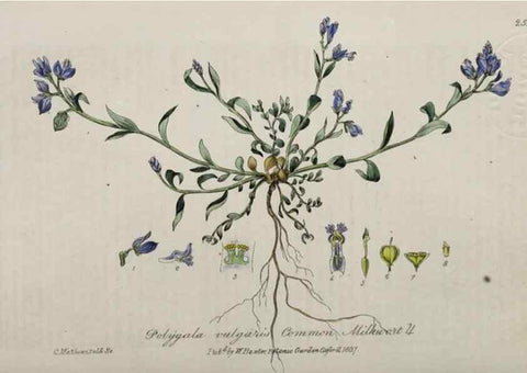 Reproducción/Reproduction 28949187111: British phaenogamous botany,. Oxford,Published by the author, sold by J.H. Parker [etc.]1834-43.