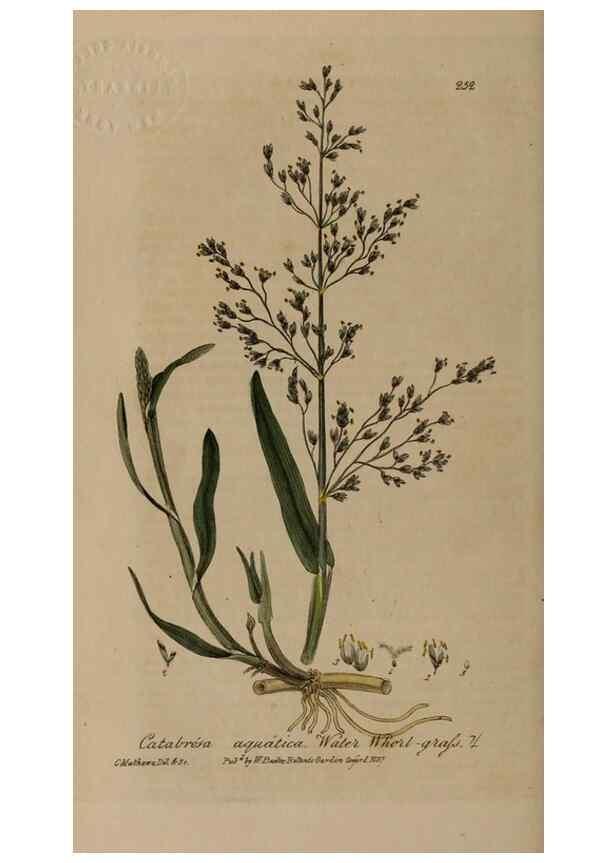 Reproducción/Reproduction 28992451246: British phaenogamous botany,. Oxford,Published by the author, sold by J.H. Parker [etc.]1834-43.