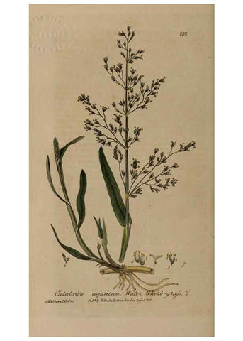 Reproducción/Reproduction 28992451246: British phaenogamous botany,. Oxford,Published by the author, sold by J.H. Parker [etc.]1834-43.