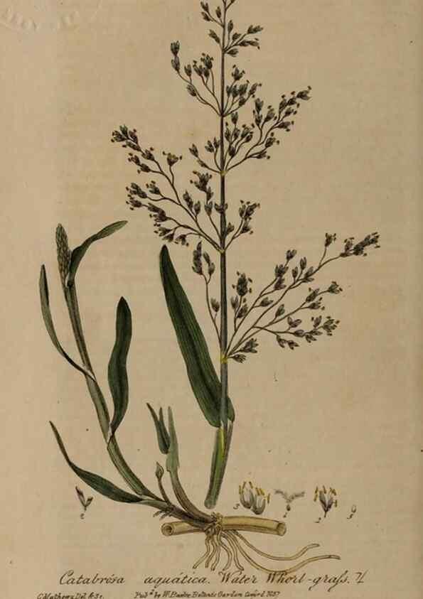 Reproducción/Reproduction 28992451246: British phaenogamous botany,. Oxford,Published by the author, sold by J.H. Parker [etc.]1834-43.