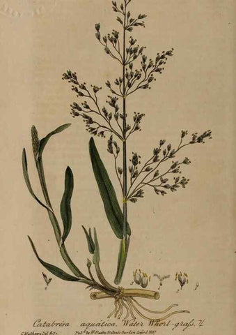 Reproducción/Reproduction 28992451246: British phaenogamous botany,. Oxford,Published by the author, sold by J.H. Parker [etc.]1834-43.