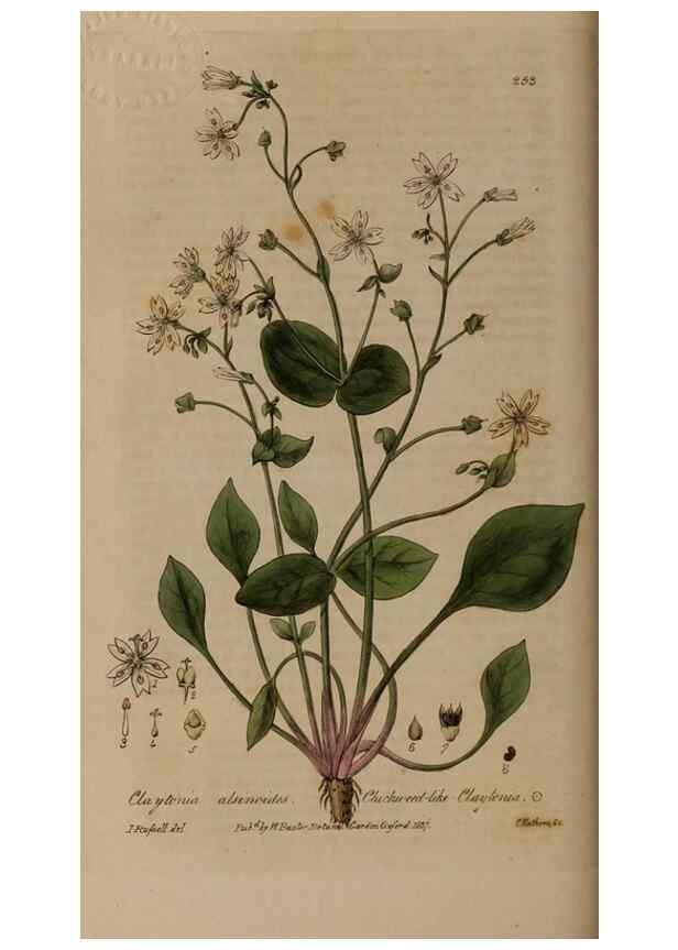 Reproducción/Reproduction 28992458426: British phaenogamous botany,. Oxford,Published by the author, sold by J.H. Parker [etc.]1834-43.
