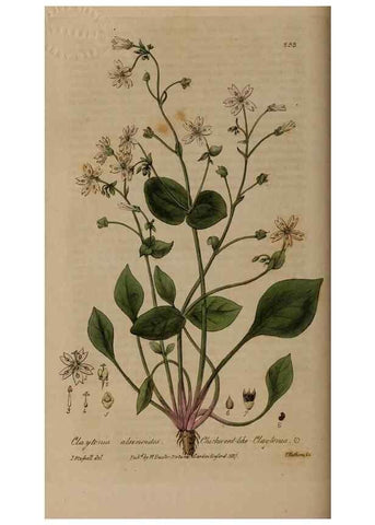 Reproducción/Reproduction 28992458426: British phaenogamous botany,. Oxford,Published by the author, sold by J.H. Parker [etc.]1834-43.