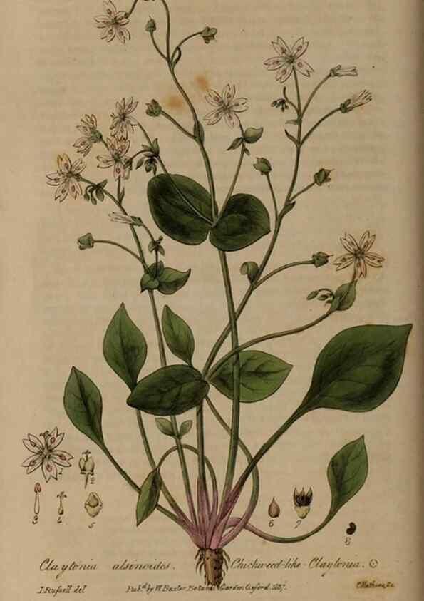 Reproducción/Reproduction 28992458426: British phaenogamous botany,. Oxford,Published by the author, sold by J.H. Parker [etc.]1834-43.