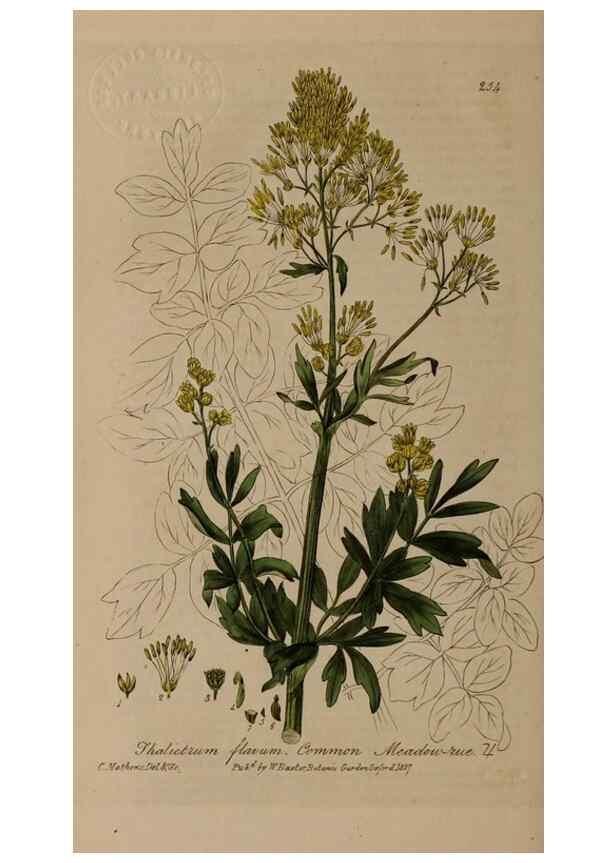 Reproducción/Reproduction 28738914910: British phaenogamous botany,. Oxford,Published by the author, sold by J.H. Parker [etc.]1834-43.
