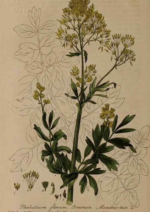 Reproducción/Reproduction 28738914910: British phaenogamous botany,. Oxford,Published by the author, sold by J.H. Parker [etc.]1834-43.
