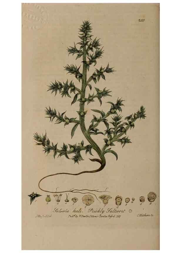 Reproducción/Reproduction 28992470736: British phaenogamous botany,. Oxford,Published by the author, sold by J.H. Parker [etc.]1834-43.