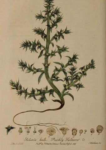 Reproducción/Reproduction 28992470736: British phaenogamous botany,. Oxford,Published by the author, sold by J.H. Parker [etc.]1834-43.