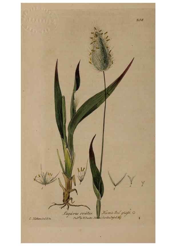Reproducción/Reproduction 28949207531: British phaenogamous botany,. Oxford,Published by the author, sold by J.H. Parker [etc.]1834-43.