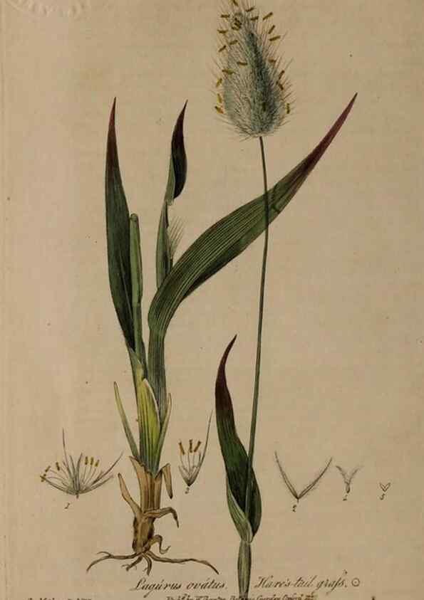 Reproducción/Reproduction 28949207531: British phaenogamous botany,. Oxford,Published by the author, sold by J.H. Parker [etc.]1834-43.