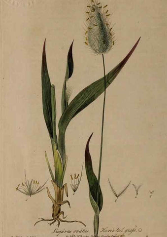Reproducción/Reproduction 28949207531: British phaenogamous botany,. Oxford,Published by the author, sold by J.H. Parker [etc.]1834-43.