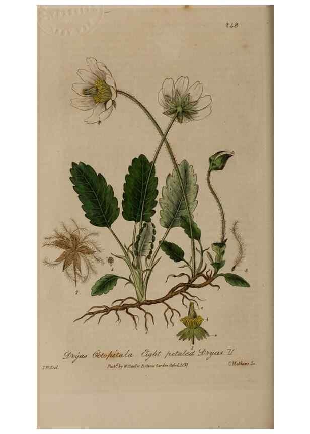 Reproducción/Reproduction 28992439396: British phaenogamous botany,. Oxford,Published by the author, sold by J.H. Parker [etc.]1834-43.