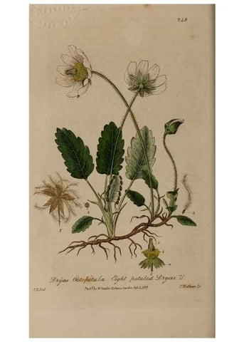 Reproducción/Reproduction 28992439396: British phaenogamous botany,. Oxford,Published by the author, sold by J.H. Parker [etc.]1834-43.