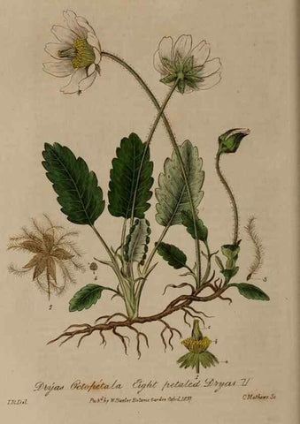 Reproducción/Reproduction 28992439396: British phaenogamous botany,. Oxford,Published by the author, sold by J.H. Parker [etc.]1834-43.