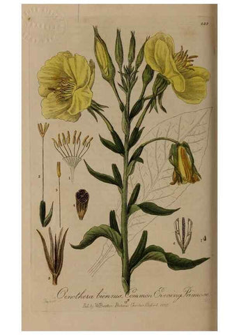 Reproducción/Reproduction 28949214991: British phaenogamous botany,. Oxford,Published by the author, sold by J.H. Parker [etc.]1834-43.