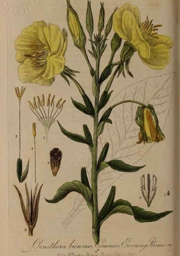 Reproducción/Reproduction 28949214991: British phaenogamous botany,. Oxford,Published by the author, sold by J.H. Parker [etc.]1834-43.
