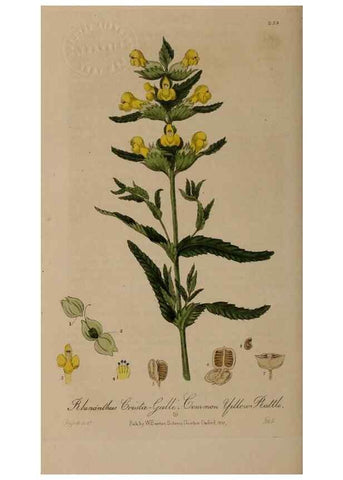 Reproducción/Reproduction 28920074732: British phaenogamous botany,. Oxford,Published by the author, sold by J.H. Parker [etc.]1834-43.