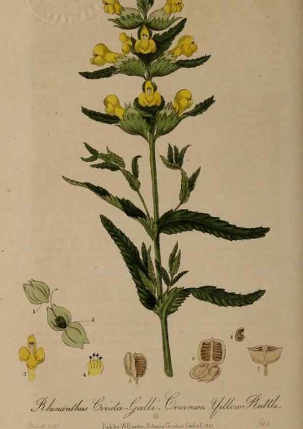 Reproducción/Reproduction 28920074732: British phaenogamous botany,. Oxford,Published by the author, sold by J.H. Parker [etc.]1834-43.