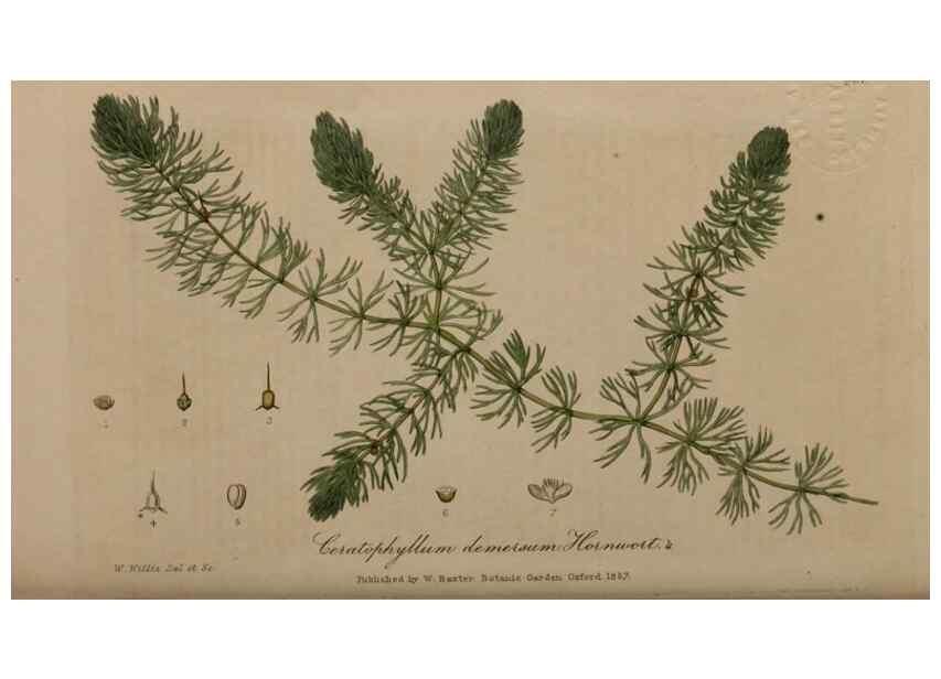 Reproducción/Reproduction 28404813724: British phaenogamous botany,. Oxford,Published by the author, sold by J.H. Parker [etc.]1834-43.