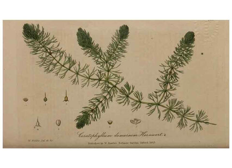 Reproducción/Reproduction 28404813724: British phaenogamous botany,. Oxford,Published by the author, sold by J.H. Parker [etc.]1834-43.