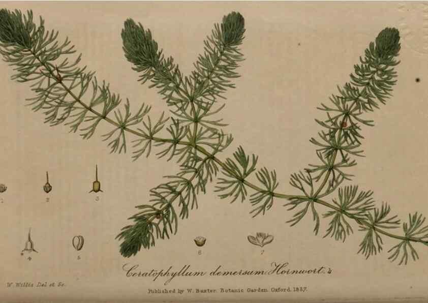 Reproducción/Reproduction 28404813724: British phaenogamous botany,. Oxford,Published by the author, sold by J.H. Parker [etc.]1834-43.