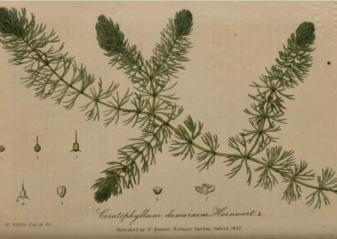 Reproducción/Reproduction 28404813724: British phaenogamous botany,. Oxford,Published by the author, sold by J.H. Parker [etc.]1834-43.