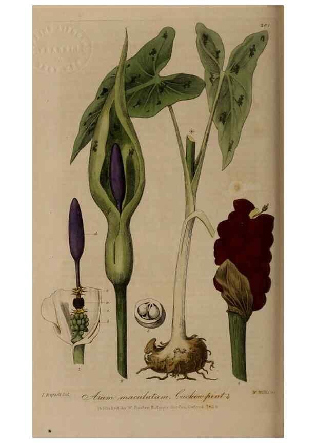 Reproducción/Reproduction 28949229151: British phaenogamous botany,. Oxford,Published by the author, sold by J.H. Parker [etc.]1834-43.