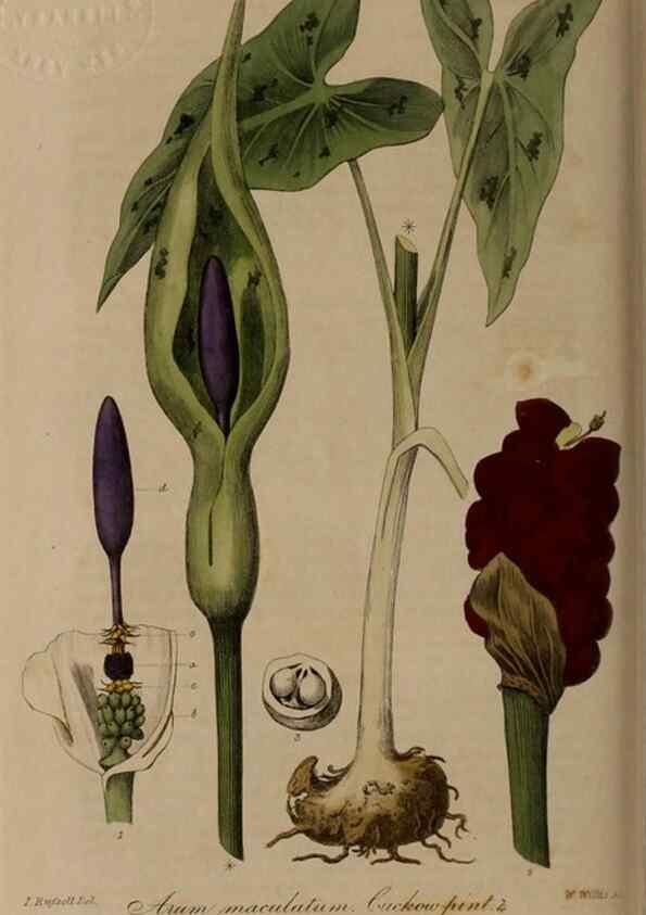 Reproducción/Reproduction 28949229151: British phaenogamous botany,. Oxford,Published by the author, sold by J.H. Parker [etc.]1834-43.
