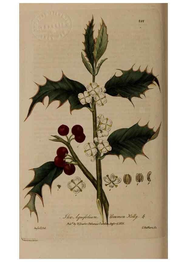 Reproducción/Reproduction 28404820414: British phaenogamous botany,. Oxford,Published by the author, sold by J.H. Parker [etc.]1834-43.