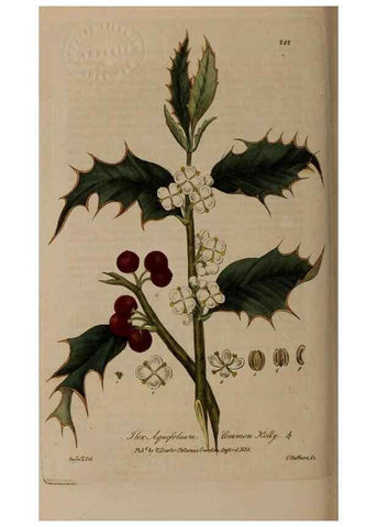 Reproducción/Reproduction 28404820414: British phaenogamous botany,. Oxford,Published by the author, sold by J.H. Parker [etc.]1834-43.