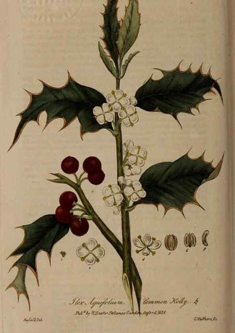 Reproducción/Reproduction 28404820414: British phaenogamous botany,. Oxford,Published by the author, sold by J.H. Parker [etc.]1834-43.