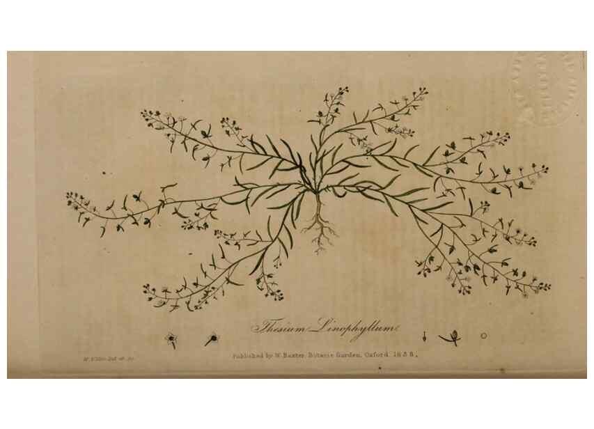 Reproducción/Reproduction 28738954350: British phaenogamous botany,. Oxford,Published by the author, sold by J.H. Parker [etc.]1834-43.