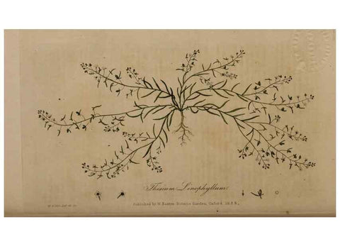 Reproducción/Reproduction 28738954350: British phaenogamous botany,. Oxford,Published by the author, sold by J.H. Parker [etc.]1834-43.