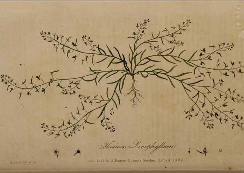 Reproducción/Reproduction 28738954350: British phaenogamous botany,. Oxford,Published by the author, sold by J.H. Parker [etc.]1834-43.