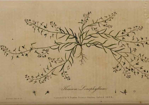 Reproducción/Reproduction 28738954350: British phaenogamous botany,. Oxford,Published by the author, sold by J.H. Parker [etc.]1834-43.