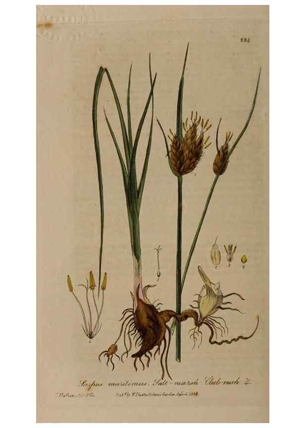 Reproducción/Reproduction 28738957560: British phaenogamous botany,. Oxford,Published by the author, sold by J.H. Parker [etc.]1834-43.