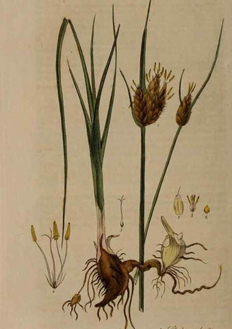 Reproducción/Reproduction 28738957560: British phaenogamous botany,. Oxford,Published by the author, sold by J.H. Parker [etc.]1834-43.