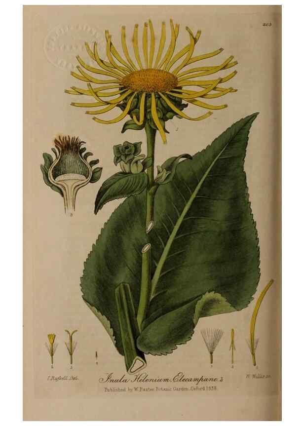 Reproducción/Reproduction 28404829434: British phaenogamous botany,. Oxford,Published by the author, sold by J.H. Parker [etc.]1834-43.